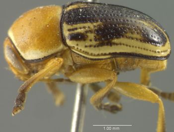 Media type: image;   Entomology 8393 Aspect: habitus lateral view
